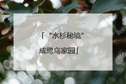 “水杉秘境”成鹭鸟家园