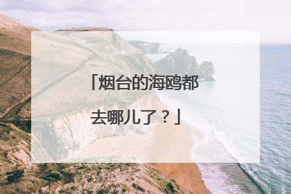 烟台的海鸥都去哪儿了？