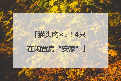 猫头鹰×5！4只在闲置房“安家”