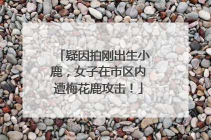 疑因拍刚出生小鹿，女子在市区内遭梅花鹿攻击！