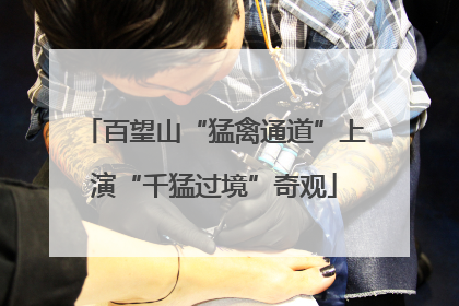 百望山“猛禽通道”上演“千猛过境”奇观