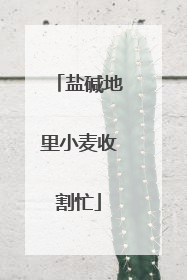 盐碱地里小麦收割忙