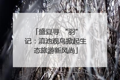 盛夏寻 “羽” 记：滇池观鸟掀起生态旅游新风尚