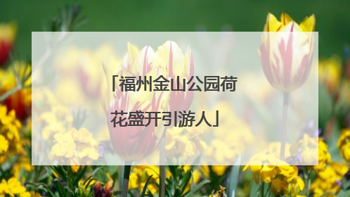 福州金山公园荷花盛开引游人