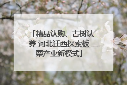 精品认购、古树认养 河北迁西探索板栗产业新模式
