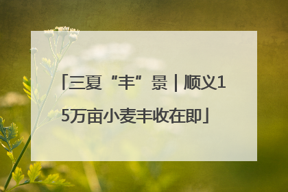 三夏“丰”景｜顺义15万亩小麦丰收在即