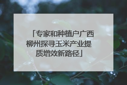 专家和种植户广西柳州探寻玉米产业提质增效新路径