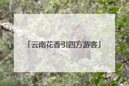 云南花香引四方游客