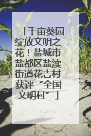千亩葵园绽放文明之花！盐城市盐都区盐渎街道花吉村获评“全国文明村”