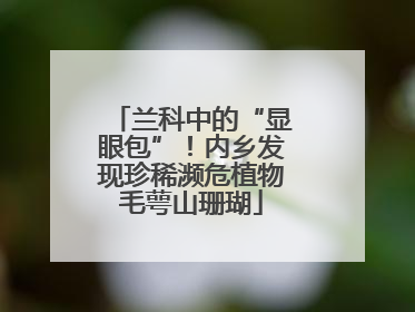 兰科中的“显眼包”！内乡发现珍稀濒危植物毛萼山珊瑚