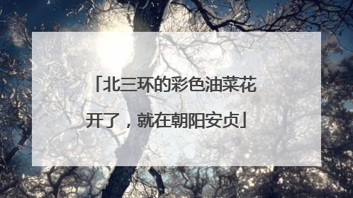 北三环的彩色油菜花开了，就在朝阳安贞