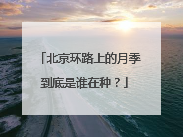 北京环路上的月季到底是谁在种？