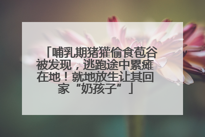 哺乳期猪獾偷食苞谷被发现，逃跑途中累瘫在地！就地放生让其回家“奶孩子”