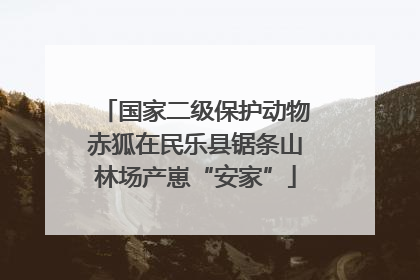 国家二级保护动物赤狐在民乐县锯条山林场产崽“安家”