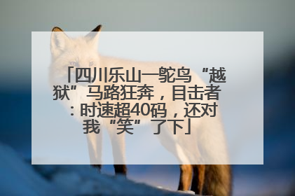 四川乐山一鸵鸟“越狱”马路狂奔，目击者：时速超40码，还对我“笑”了下