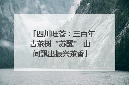 四川旺苍：三百年古茶树“苏醒” 山间飘出振兴茶香