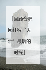回顾合肥网红猴“大壮”最后的时光