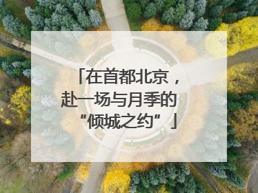 在首都北京，赴一场与月季的“倾城之约”