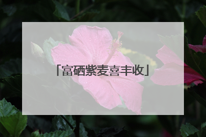 富硒紫麦喜丰收