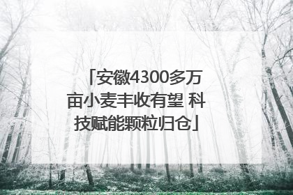 安徽4300多万亩小麦丰收有望 科技赋能颗粒归仓