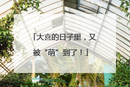 大喜的日子里，又被“萌”到了！
