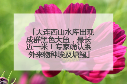 大连西山水库出现成群黑色大鱼，最长近一米！专家确认系外来物种埃及塘鲺