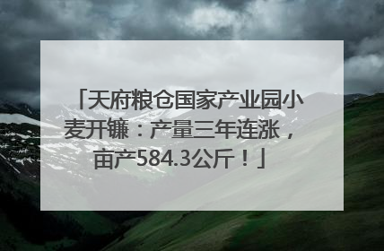 天府粮仓国家产业园小麦开镰：产量三年连涨，亩产584.3公斤！