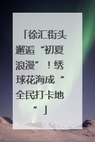 徐汇街头邂逅“初夏浪漫”！绣球花海成“全民打卡地”