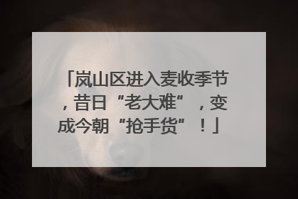 岚山区进入麦收季节，昔日“老大难”，变成今朝“抢手货”！