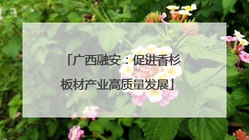 广西融安：促进香杉板材产业高质量发展