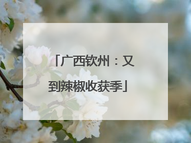 广西钦州：又到辣椒收获季