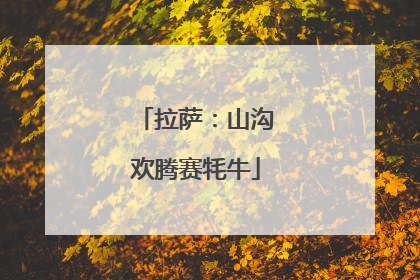 拉萨：山沟欢腾赛牦牛