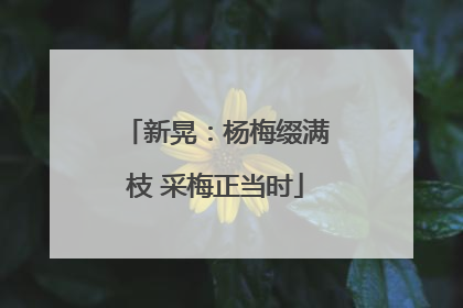 新晃：杨梅缀满枝 采梅正当时