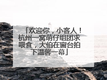 欢迎你，小客人！杭州一窝萌仔组团求喂食，大伯在窗台拍下温馨一幕