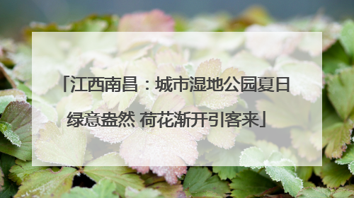 江西南昌：城市湿地公园夏日绿意盎然 荷花渐开引客来