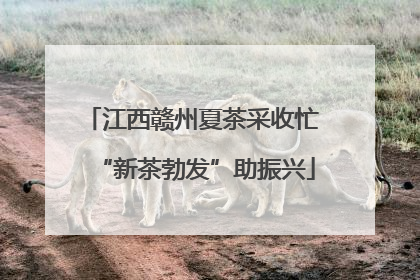 江西赣州夏茶采收忙 “新茶勃发”助振兴