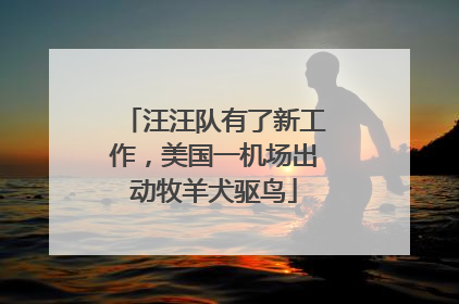 汪汪队有了新工作，美国一机场出动牧羊犬驱鸟
