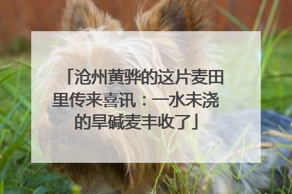 沧州黄骅的这片麦田里传来喜讯：一水未浇的旱碱麦丰收了