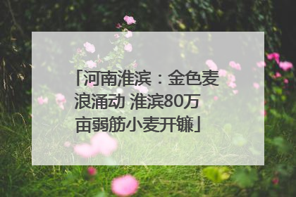 河南淮滨：金色麦浪涌动 淮滨80万亩弱筋小麦开镰