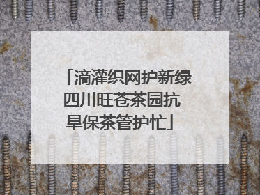 滴灌织网护新绿 四川旺苍茶园抗旱保茶管护忙