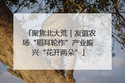 聚焦北大荒｜友谊农场“稻耳轮作”产业振兴“花开两朵”