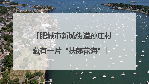 肥城市新城街道孙庄村藏有一片“扶郎花海”