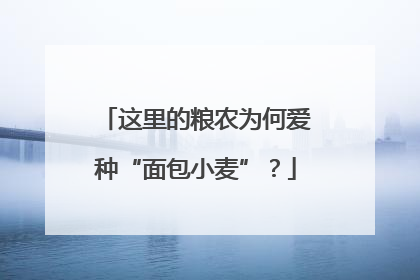 这里的粮农为何爱种“面包小麦”？