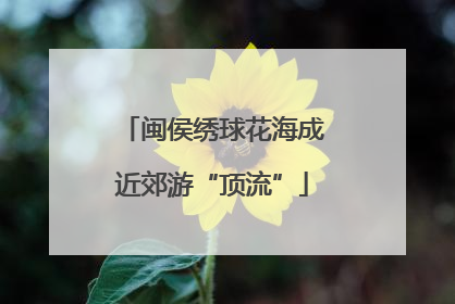 闽侯绣球花海成近郊游“顶流”