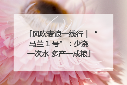 风吹麦浪一线行｜“马兰 1 号”：少浇一次水 多产一成粮