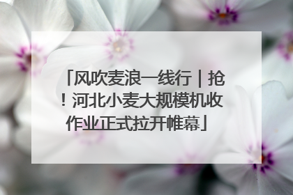 风吹麦浪一线行｜抢！河北小麦大规模机收作业正式拉开帷幕