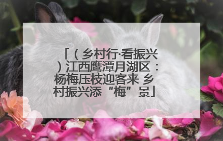 （乡村行·看振兴）江西鹰潭月湖区：杨梅压枝迎客来 乡村振兴添“梅”景