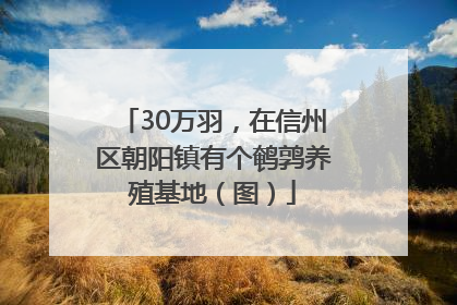 30万羽，在信州区朝阳镇有个鹌鹑养殖基地（图）
