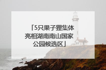 5只果子狸集体亮相湖南南山国家公园候选区